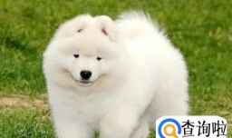 萨摩耶吃多了火腿肠会怎么样,萨摩耶什么东西不能吃