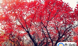 二月花代表的是什么花