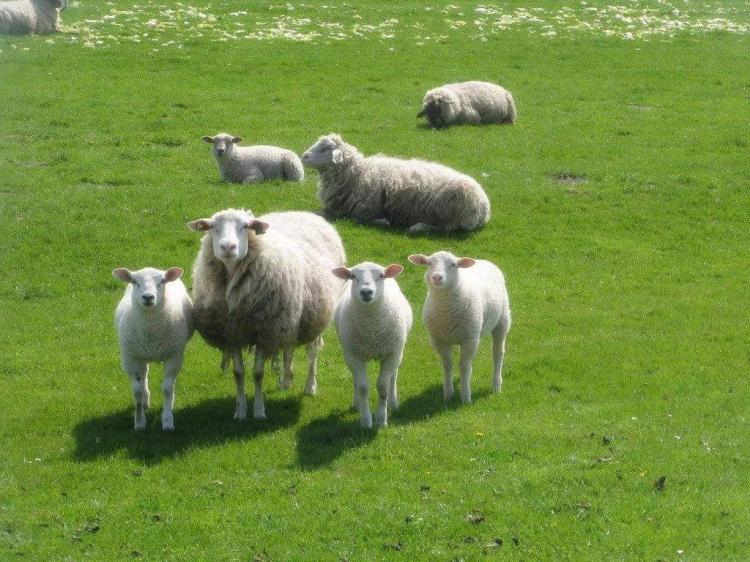 慈乌反哺打一动物