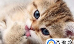 养猫有什么好处与坏处？养猫应该注意什么