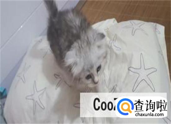 银渐层是如何培育出来的