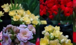 长寿花的品种有哪些