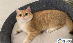 英国短毛猫一个月花费多少?英国短毛猫饲养!