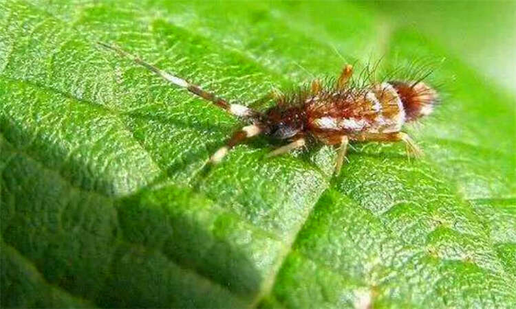 怎么清除家里跳虫