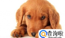 我家小狗的细小病毒治疗经验