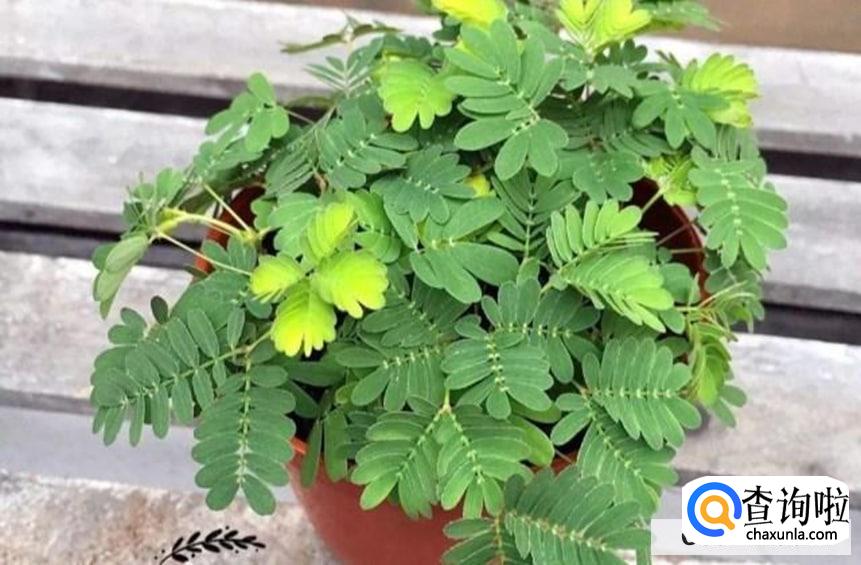 怎么养好娇羞的含羞草呢