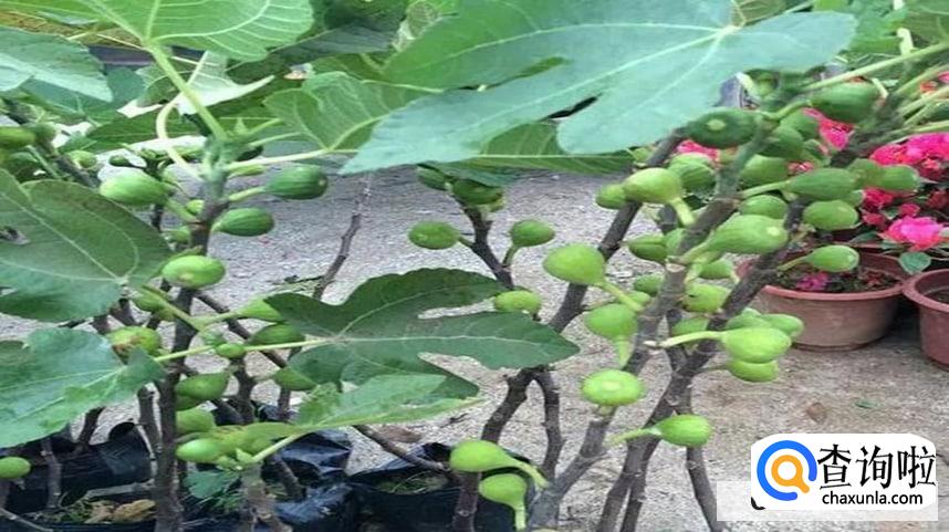 种无花果树的禁忌