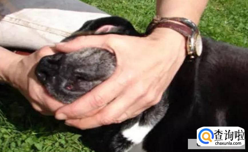 狗狗没气了已经软了怎么救