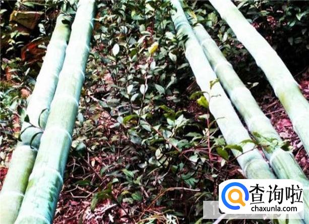 竹白霜怎么吃法最好