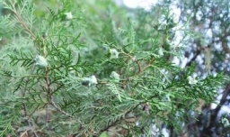 柏树籽怎么做香