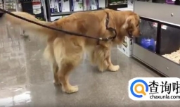 狗狗喜欢主人的表现 狗狗认你做主人的表现