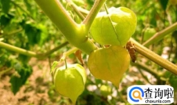 姑娘果种植方法