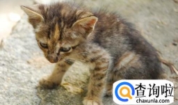 怎样正确救助流浪猫？