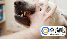 被狗狗咬出血了怎么办