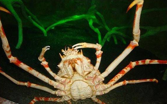 世界上最大的螃蟹