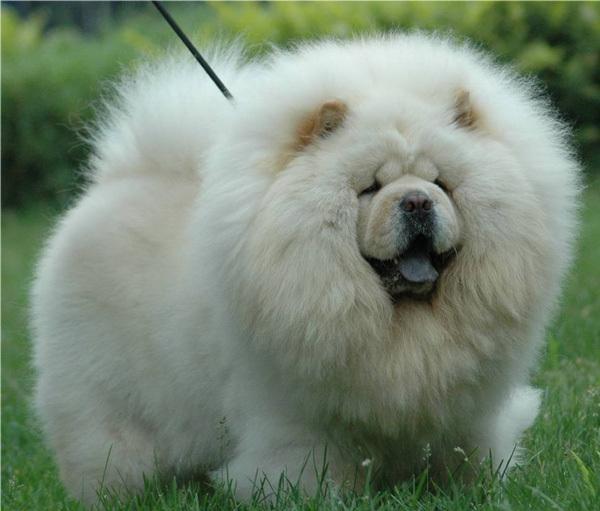 世界上最贵的狗