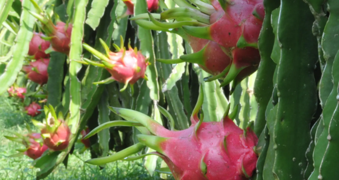 越吃越瘦的10种水果