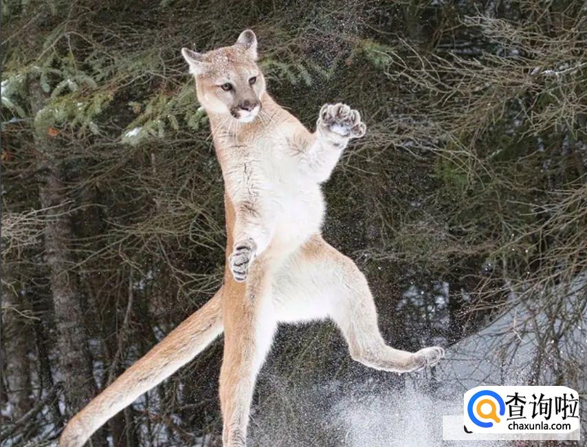 野外遇到野兽该怎么办