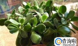 厚脸皮（落叶生根）养殖技巧
