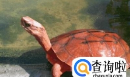 如何识别越南种金钱龟