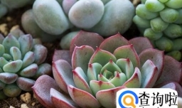 多肉怎么养比较好