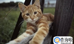 为什么猫会对着人类喵