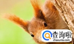 魔王松鼠如何挑选