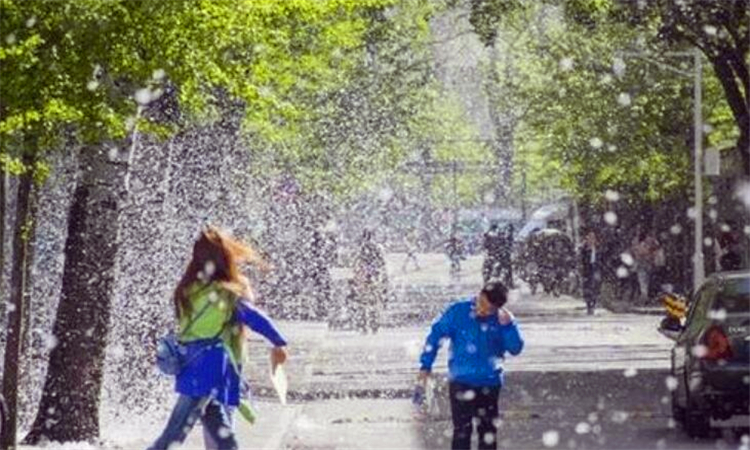 家里到处都是柳絮怎么办