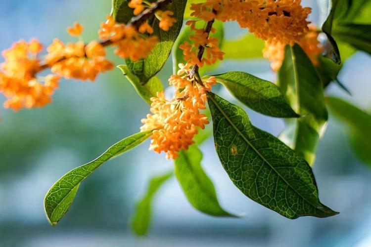 四大镇宅之树是什么