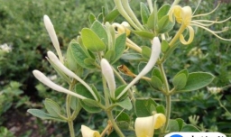 怎么制作金银花茶