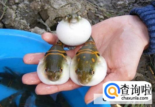 河豚最毒的部分是那些？