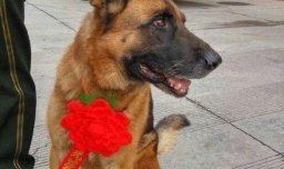 揭秘搜救犬的一生