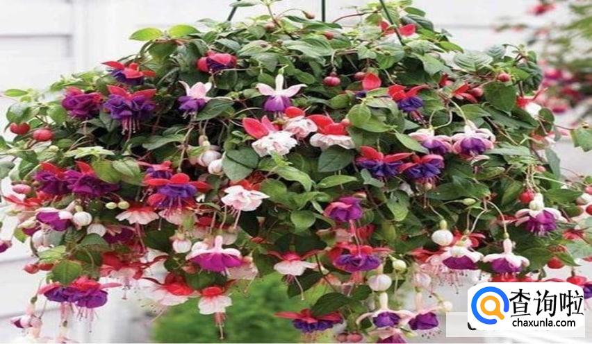 到挂金中怎么养较好