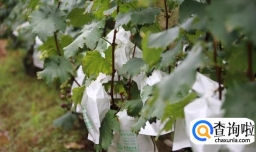 怎样给葡萄套袋