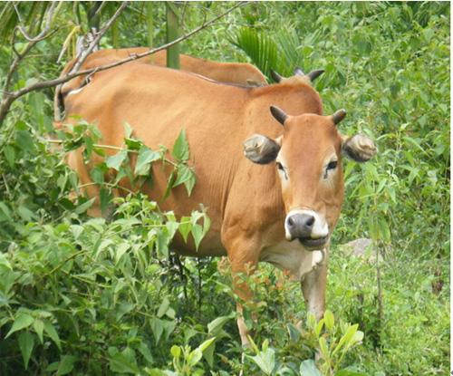 南边人家三亩地是什么生肖