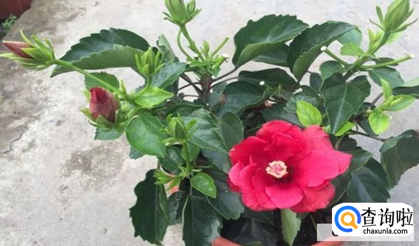 木槿花夏天怎么养护