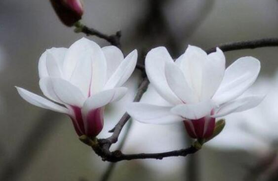 木兰花花语是什么