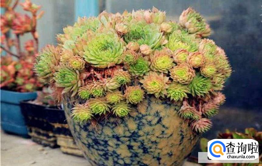 白凤怎么养才会长的茂盛