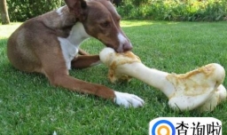 狗狗为什么爱啃骨头