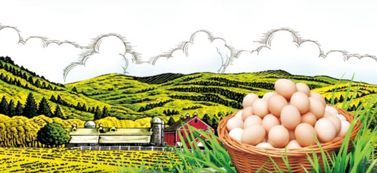 鸡蛋保质期是多久