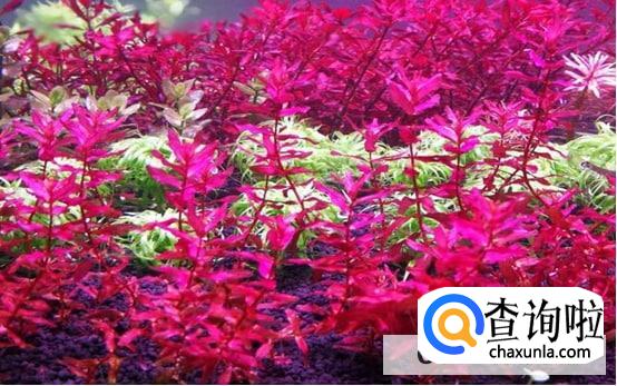 紫红丁香水草怎么养护合理