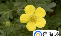 格桑花是什么花？格桑花有哪些特性？