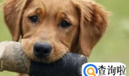 如何训练狗狗用嘴叼东西