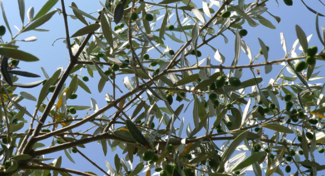 苦楝树是什么植物