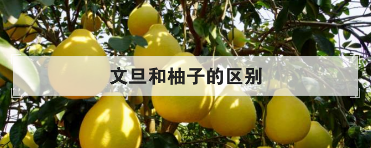 文旦和柚子的区别