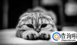 怎么判断小猫是否健康？