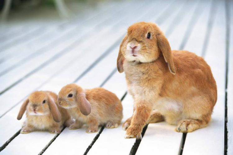 兔子的耳朵有什么作用