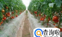 种植西红柿的方法