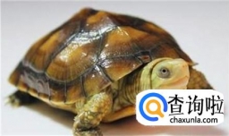 如何养殖石金钱龟 如何饲养