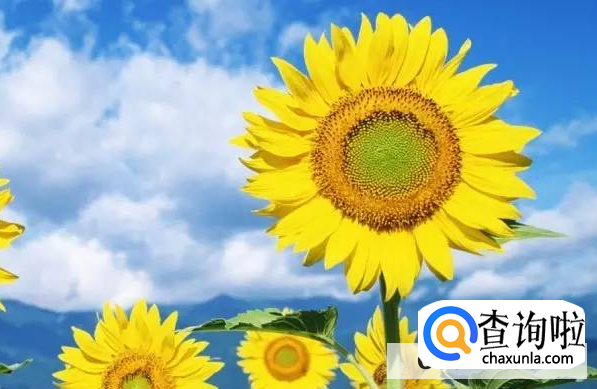 向日葵为何会随着太阳转动